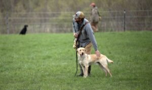 Obedience lessons for dogs