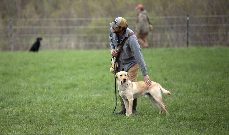 Obedience lessons for dogs